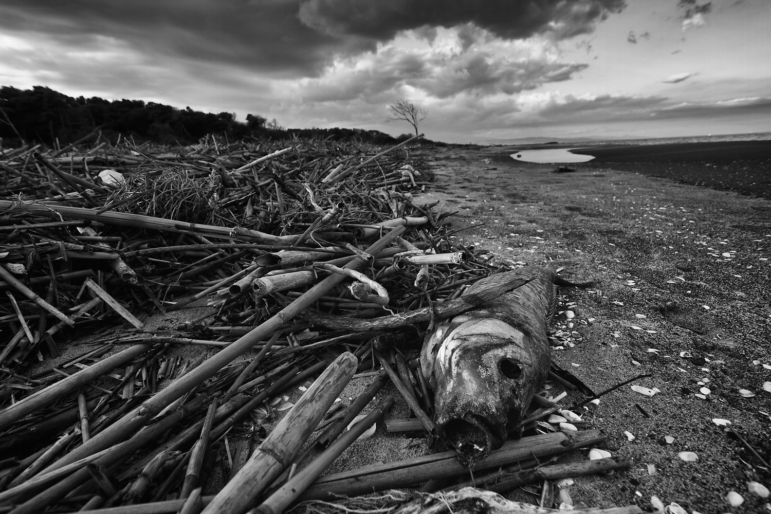 Fotografia di Francesco Nicosia