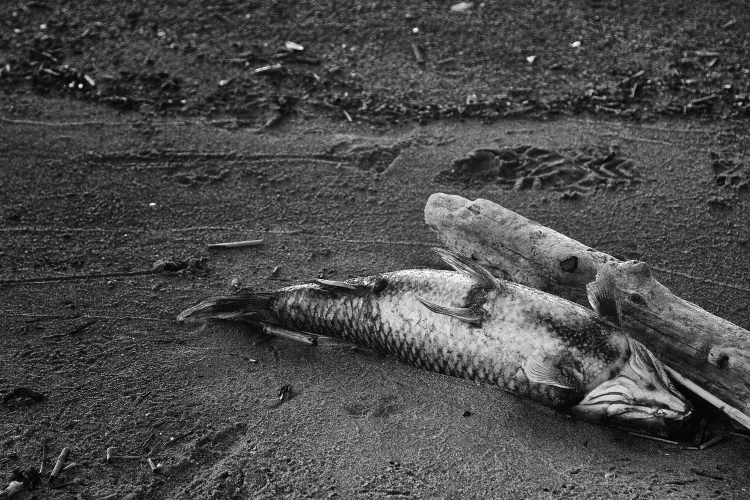 Fotografia di Francesco Nicosia